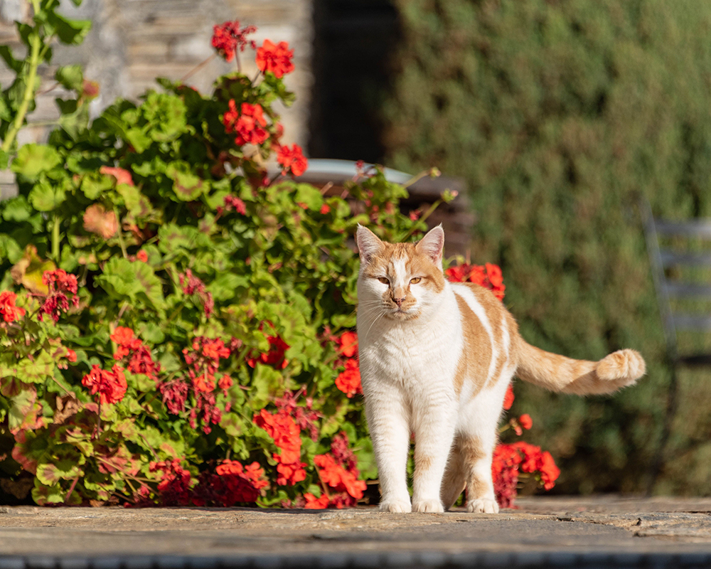 A cat beside a bush