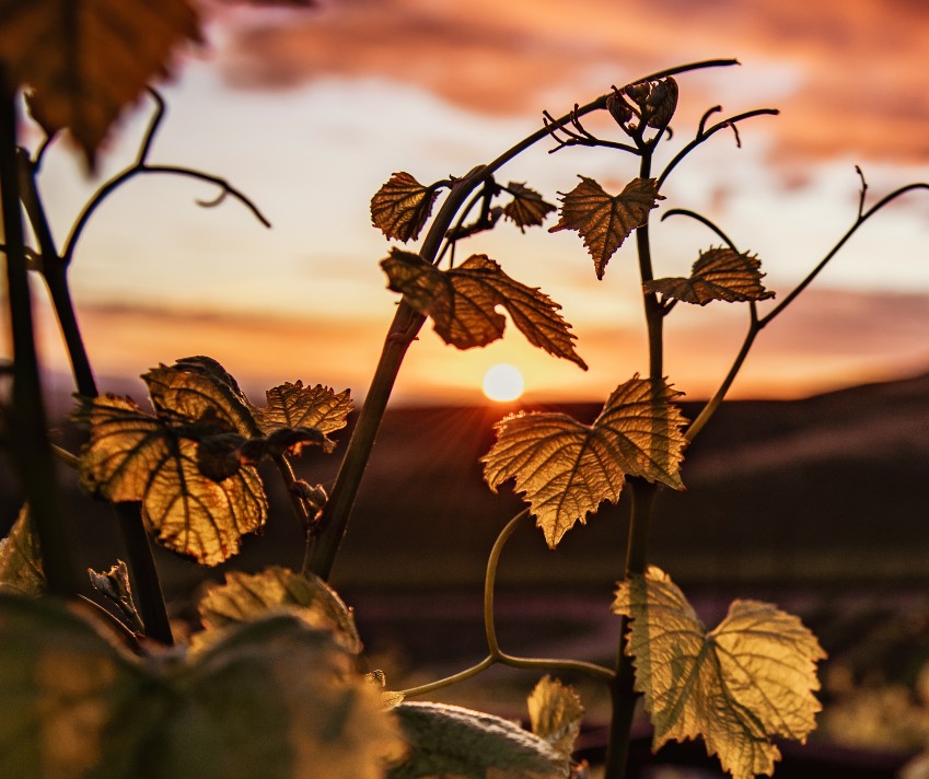 vineryard at sunset